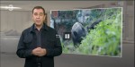 Senglar, el veí salvatge a '30 minuts' de TV3